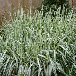Phalaris panaché Feesey - Baldingère faux-roseau - Effet roseau rayé express