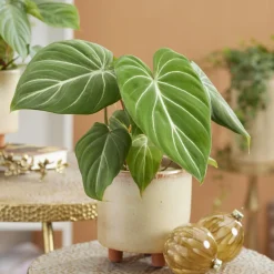Philodendron Gloriosum - Feuillage velours effet waouh