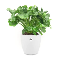 Philodendron Monstera Atom et son cache-pot blanc ELHO - Une plante d’intérieur facile à vivre