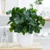 Philodendron Monstera Atom - Feuillage frisé effet waouh