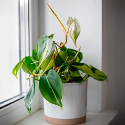 Philodendron Monstera Brasil - Feuillage panaché sans effort