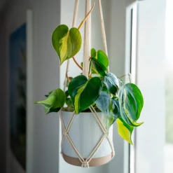 Philodendron Monstera Brasil - Feuillage panaché sans effort