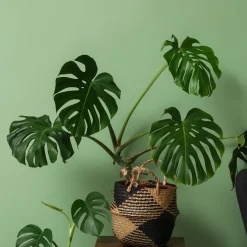 Philodendron Monstera deliciosa - L'effet jungle en un pot
