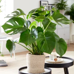 Philodendron Monstera deliciosa - L'effet jungle en un pot
