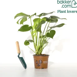 Philodendron Monstera deliciosa - L'effet jungle en un pot
