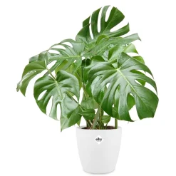Philodendron Monstera et son cache-pot blanc ELHO - Luxuriant et exotique