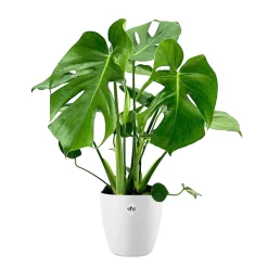Philodendron Monstera et son cache-pot blanc ELHO - Luxuriant et exotique