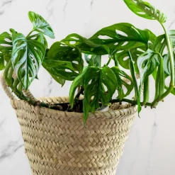 Philodendron Monstera Monkey Mask - Feuillage ajouré déco