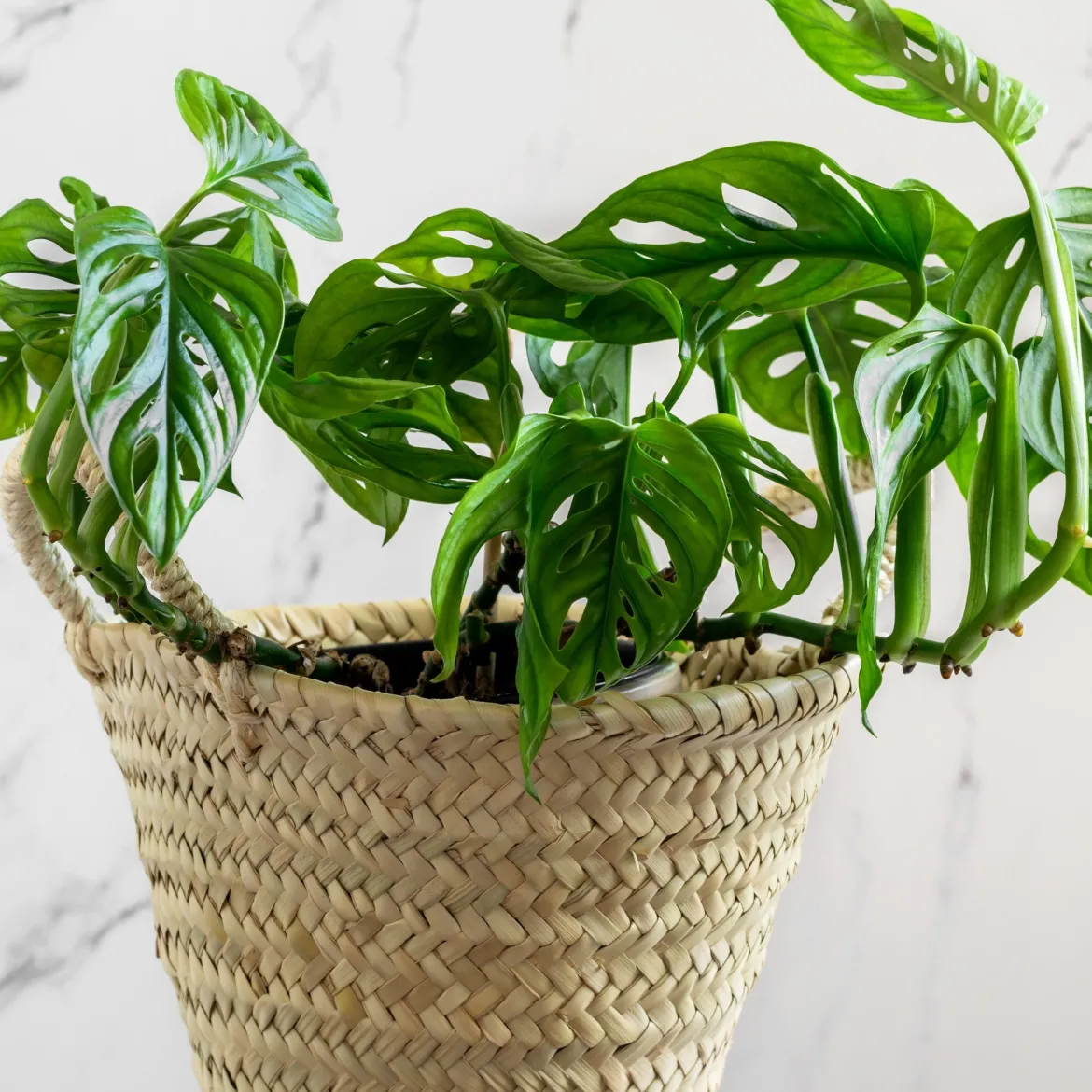 Philodendron Monstera Monkey Mask - Feuillage ajouré déco