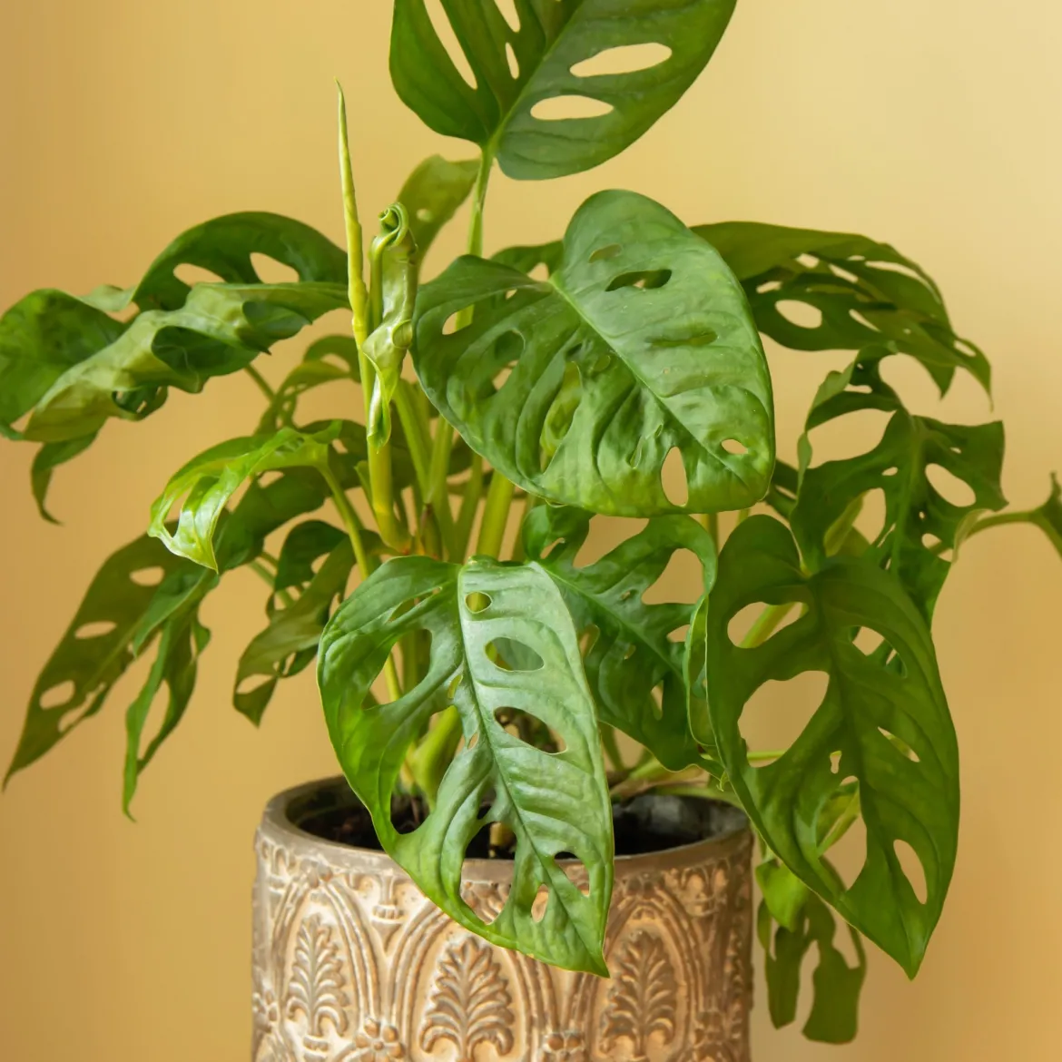 Philodendron Monstera Monkey Mask - Feuillage ajouré déco