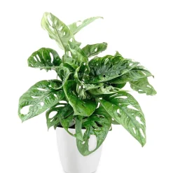 Philodendron Monstera Monkey Mask et son cache-pot blanc ELHO - Feuilles perforées, déco moderne