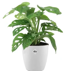 Philodendron Monstera Monkey Mask et son cache-pot blanc ELHO - Feuilles perforées, déco moderne
