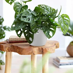 Philodendron Monstera Monkey Mask et son cache-pot blanc ELHO - Feuilles perforées, déco moderne