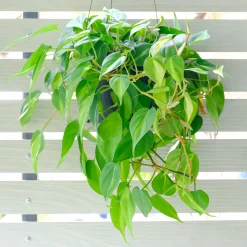Philodendron Monstera scandens - Cascade verte sans effort