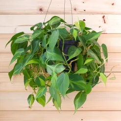 Philodendron Monstera scandens - Cascade verte sans effort