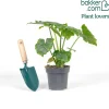 Philodendron Monstera Shangri La - La jungle sans effort