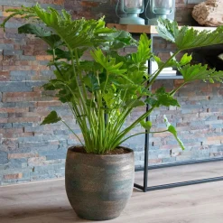 Philodendron Monstera Shangri La - La jungle sans effort