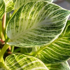 Philodendron Monstera White Wave - Feuillage vert vif et ondulé