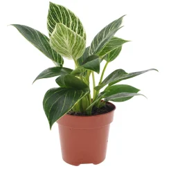 Philodendron Monstera White Wave - Feuillage vert vif et ondulé