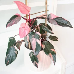 Philodendron Pink Princess - Le feuillage rose star déco