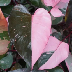 Philodendron Pink Princess - Le feuillage rose star déco