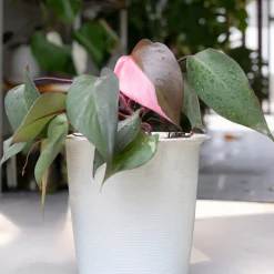 Philodendron Pink Princess - Le feuillage rose star déco
