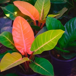 Philodendron Prince of Orange - Un feuillage qui change