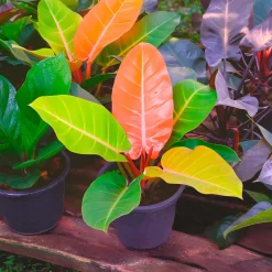 Philodendron Prince of Orange - Un feuillage qui change