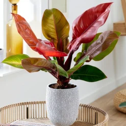 Philodendron Prince of Orange - Un feuillage qui change
