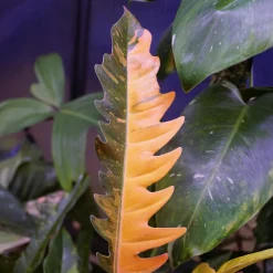 Philodendron Ring of Fire - Feuillage feu et déco
