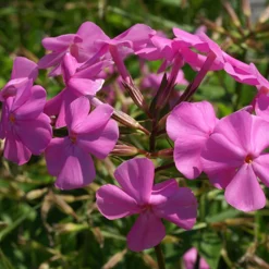 Phlox carolina Bill Baker - Floraison rose dès le printemps