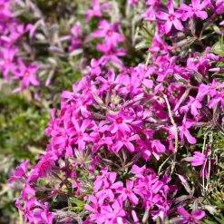 Phlox mousse Atropurpurea - Un tapis de fleurs au sol