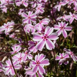 Phlox mousse Candy Stripes - Un tapis fleuri sans effort