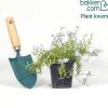 Phlox mousse G.F. Wilson - Un tapis fleuri sans effort