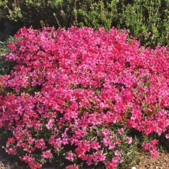 Phlox mousse Moerheimii roses - Un tapis de fleurs au sol