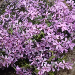 Phlox mousse Moerheimii roses - Un tapis de fleurs au sol