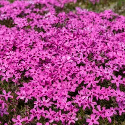 Phlox mousse Moerheimii roses - Un tapis de fleurs au sol