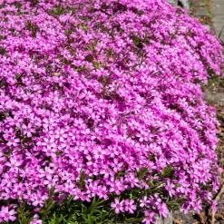 3 Phlox mousse rose pâle - Un tapis rose en un printemps