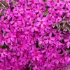 Phlox mousse Scarlet Flame - Un tapis fleuri sans effort