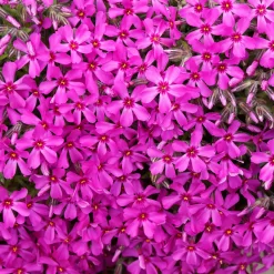 Phlox mousse Scarlet Flame - Un tapis fleuri sans effort