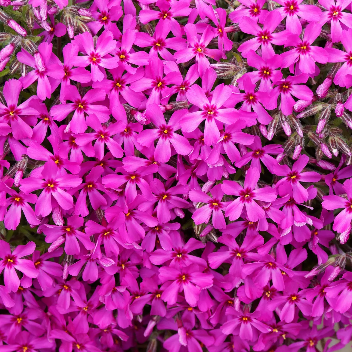Phlox mousse Scarlet Flame - Un tapis fleuri sans effort