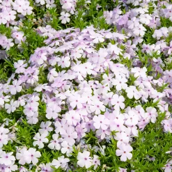 Phlox nain Lilac Cloud - Un tapis fleuri sans effort