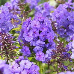 Phlox paniculé Amethyst - L'été violet qui parfume