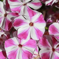 Phlox paniculata Bambini Candy Crush - Le parfum sucré en pot