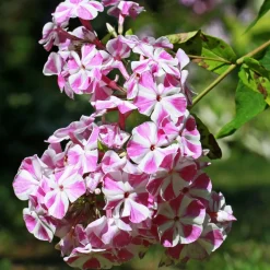 Phlox paniculata Bambini Candy Crush - Le parfum sucré en pot