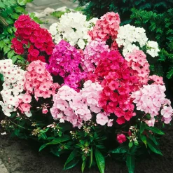 5 Phlox paniculata en mélange - Un parfum d'été au jardin
