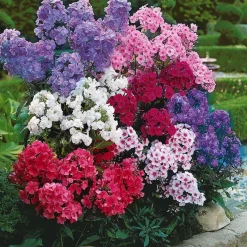 5 Phlox paniculata en mélange - Un parfum d'été au jardin