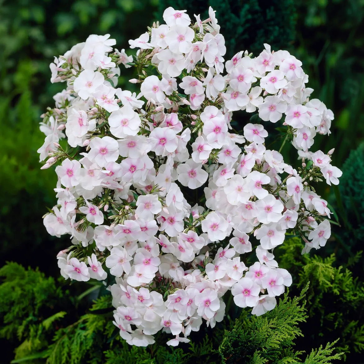 Phlox paniculata Miss Holland - Nuage blanc tout l'été