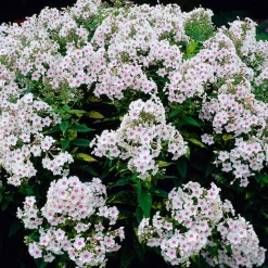 Phlox paniculata Miss Holland - Nuage blanc tout l'été