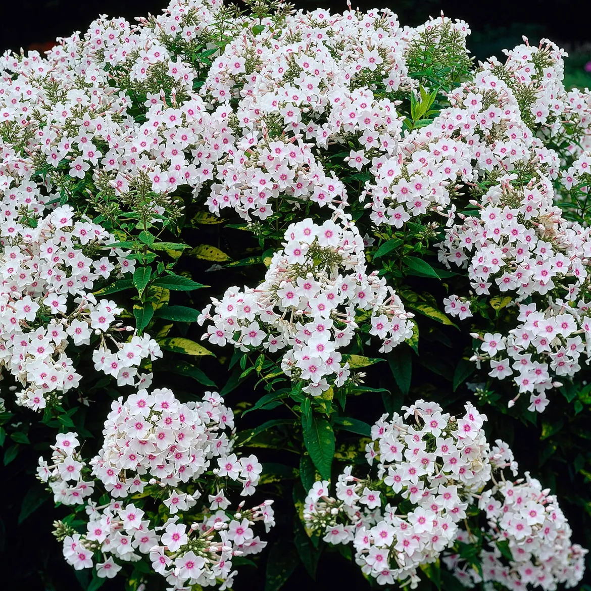 Phlox paniculata Miss Holland - Nuage blanc tout l'été
